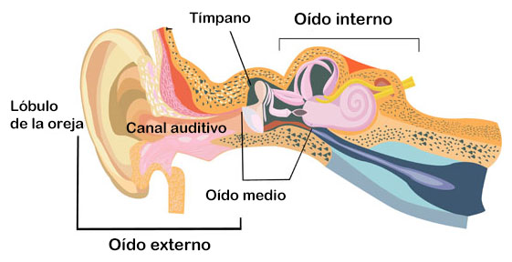 Oído interno