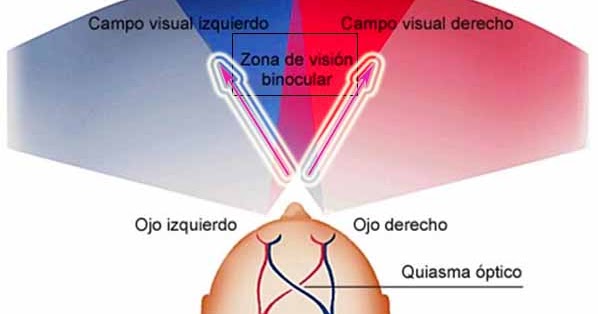 visión binocular
